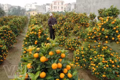 Ornamental plants - indispensable part of Tet 