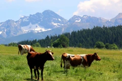 Poland plans to boost meat export to Vietnam