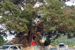 Ancient banyan in Thua Thien–Hue named heritage tree