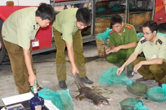 ENV declares war on pangolin crime 