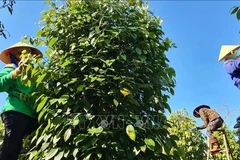 Pepper exports decrease in volume, increase in value (Photo: VNA)
