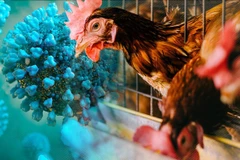 Illustrative Image (Photo: VNA)