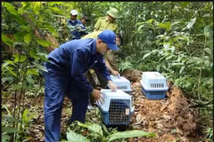 Over 20 rare wild animals released (Photo VNA)