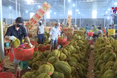 Thailand becomes Vietnam's second largest durian importer