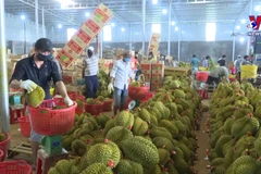 Thailand becomes Vietnam's second largest durian importer