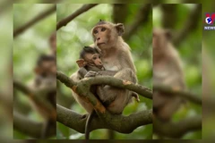 Vietnamese businesses to export monkeys to China