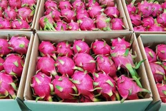 Dragon fruit makes a splash at Spinneys debut in Saudi Arabia