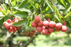 Bac Giang lychees promoted in Thailand