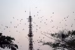 Tours connected to swift raising villages in Kien Giang