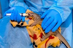 A pangolin rescued by the SVW. (Photo courtesy of the SVW)