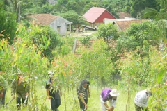Trees planted to green up Hanoi-Lao Cai highway
