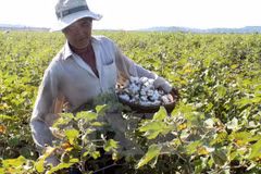 Vietnam to suspend raw cotton import from Ghana