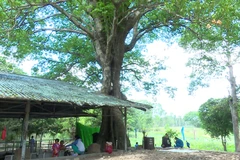 Dong Thap: ancient tree receive national heritage status