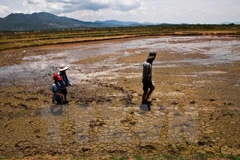 Vietnam responds to World Meteorological Day