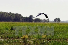 Over 2,000 rare storks come to reside in Tram Chim santuary
