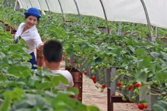 Japan eyes TPP investment in Vietnam’s agriculture