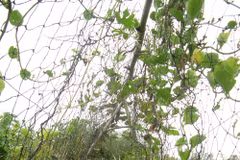 Organic farming needs support policy to grow