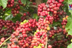 National brand needed for Vietnamese coffee
