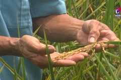 Organic rice being grown in sand worm fields