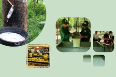 Vietnam aims for 800,000 - 850,000 ha of rubber by 2030