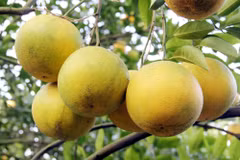 Hung Yen developing its orange brand