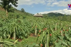 Agriculture pushing development of new-style rural areas in Son La