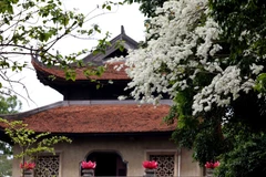 Pure white Sua flowers during spring in Hanoi