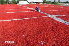 Hoa Binh ships inaugural batch of pickled chili peppers to RoK