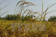 Southern rice output drops over drought, saline intrusion