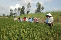 Sustainable agriculture transformation project launched in Hau Giang