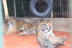 Transport firms urged to fight wildlife trade 