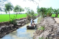 Locals join hands to fight against saline intrusion