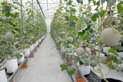 HCM City's agricultural restructuring a success