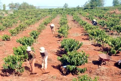 Central Highlands reduces coffee area