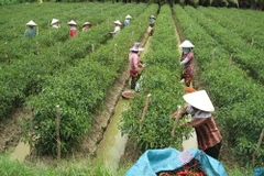 Korean group invests in chilli plantation in VN