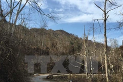 Kon Tum braces for forest fires