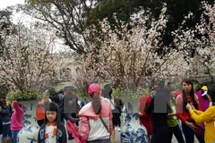 Japanese cherry blossom, investors to come to Dong Nai