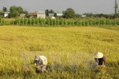 North’s winter-spring crop yields 7.2 million tonnes 