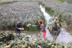 Forum promotes fruit production-consumption link in Mekong Delta