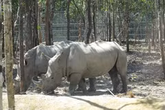 Safari park dismisses claims of endangered species deaths