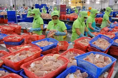 Tra fish export forecast to drop 5 percent this year
