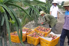Australia considers dragon fruit imports from Vietnam