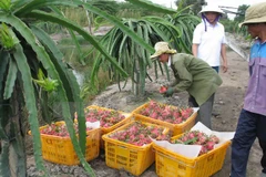 Australia considers dragon fruit imports from Vietnam
