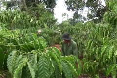 Dissemination work in ethnic areas promoted
