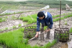 Agriculture promotes Hung Yen’s socio-economic development 