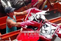 Fishermen earn good tuna profits