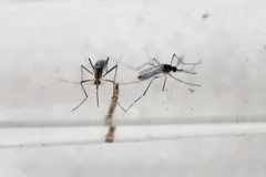 Indonesia issues travel advisory to Zika-hit countries 