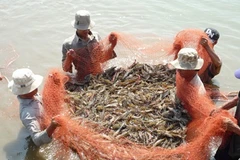 Shrimp farming in Vietnam: the search for sustainability 