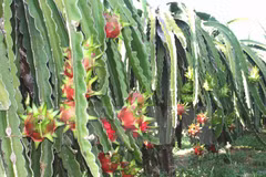 Vietnamese fruit exporters enjoy larger market in 2015