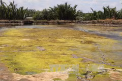 MRC: drought, saline encroachment continue in Mekong Delta